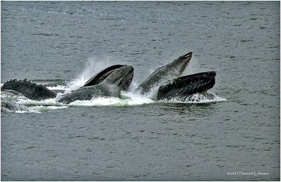 K4235993-Humpback Whales.jpg