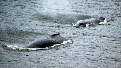 K4236050-Humpback Whales.jpg