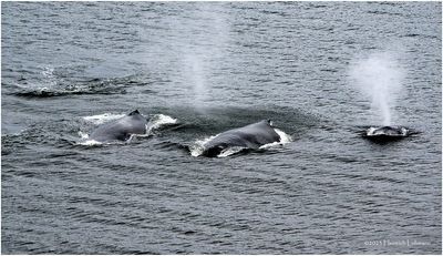 K4236063-Humpback Whale.jpg