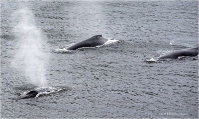 K4236072-Humpback Whales.jpg