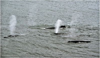 K4236101-Humpback Whales.jpg