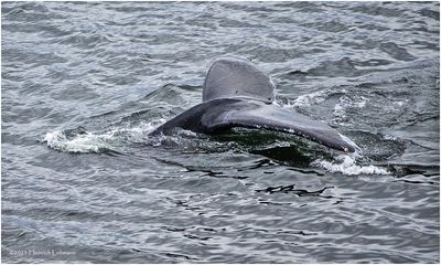 K4236115-Humpback Whale.jpg