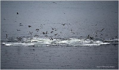 K4236157-Seagulls.jpg