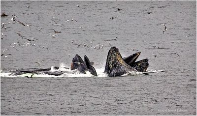 Humpback Whales