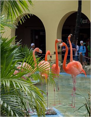 IMG_0591-Pink Flamingo.jpg