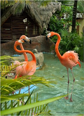 IMG_0599-Pink Flamingo.jpg
