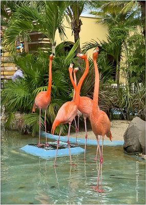 IMG_0630-Pink Flamingo.jpg