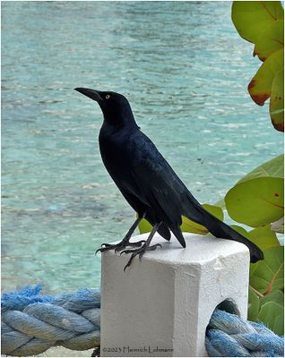 IMG_1230-Great-tailed Grackle.jpg