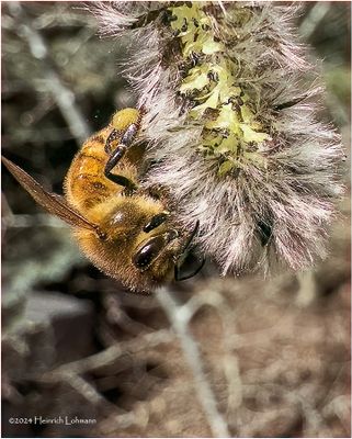 IMG_2808-Honey Bee.jpg