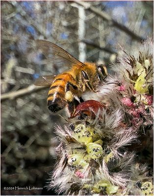 IMG_2811-Honey Bee.jpg