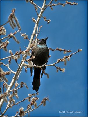DSC00419-Common Grackle.jpg