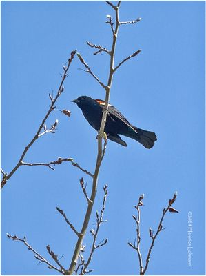 IMG_3167-Redd-winged Blackbird-male.jpg