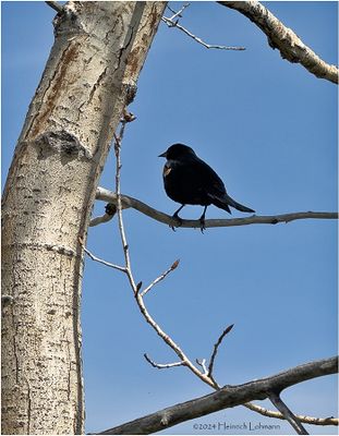 IMG_3181-Red-wiged Blackbird-male.jpg