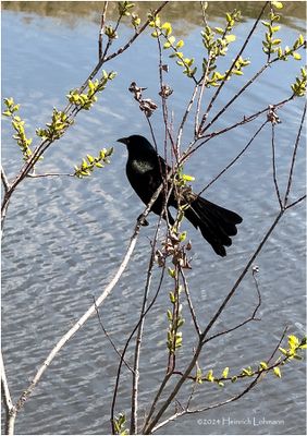 IMG_3192-Common Grackle.jpg