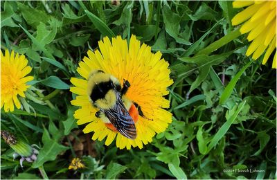 IMG_3234-Red-tailed Bumble Bee.jpg