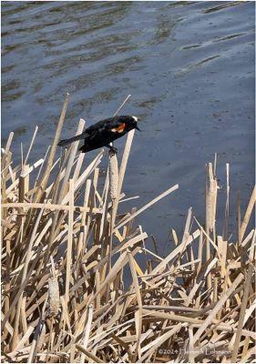 IMG_3343-Red-winged Blackbird-male .jpg