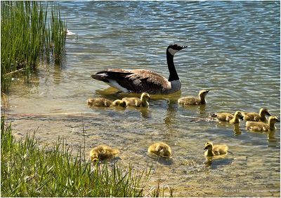 IMG_3348-Canada Geese.jpg