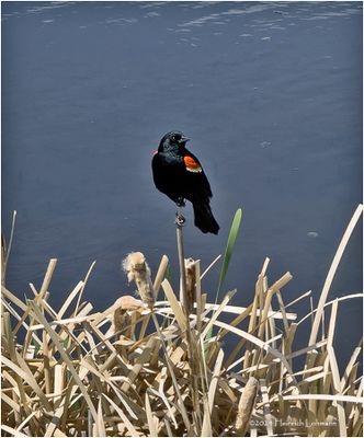 IMG_3359-Red-winged Blackbird-male.jpg