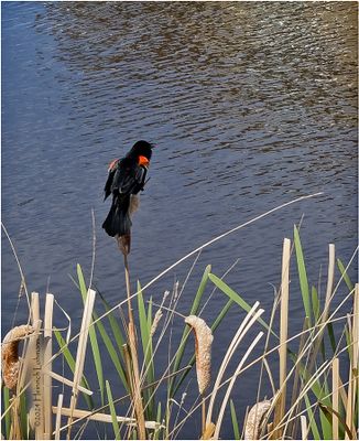 IMG_3362-Red-wimged Blackbird-male.jpg