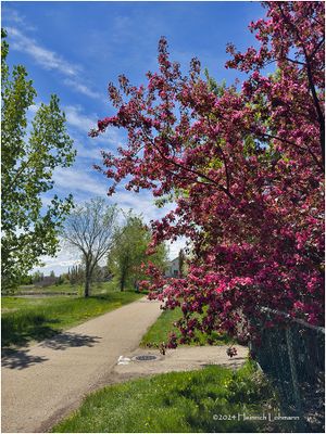 IMG_3373-Airdrie.jpg