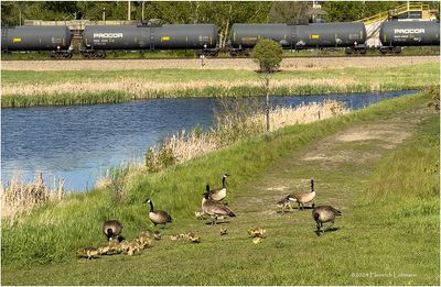 IMG_3411-Airdrie.jpg