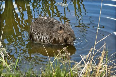 IMG_3431a-Beaver.jpg