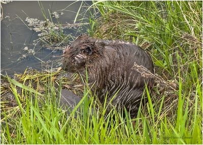IMG_3447-Beaver.jpg