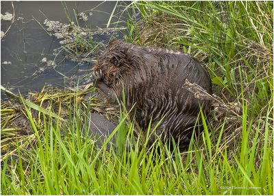 IMG_3448-Beaver.jpg