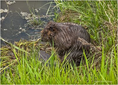 IMG_3449-Beaver.jpg