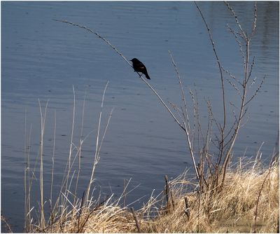 DSC00552-Red-winged Blackbird-male.jpg
