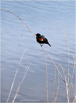 DSC00553-Red-winged Blackbird-male.jpg