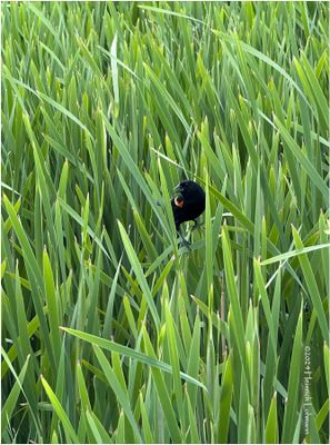 IMG_3623-Red-winged Blackbird-male.jpg