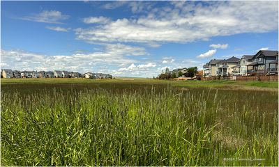IMG_3703-Airdrie.jpg