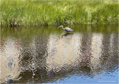 IMG_3741-Great Blue Heron.jpg