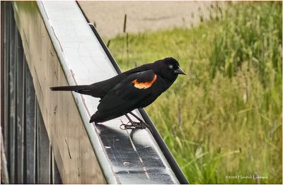 DSC00724-Red-winged Blackbird-male.jpg