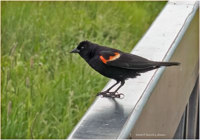 DSC00727-Red-wingwd Blackbird-male.jpg