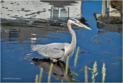 DSC00814-Great Blue Heron.jpg