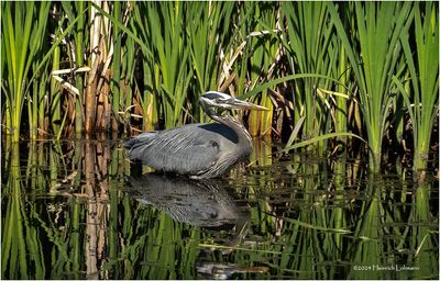 DSC00821-Great Blue Heron.jpg