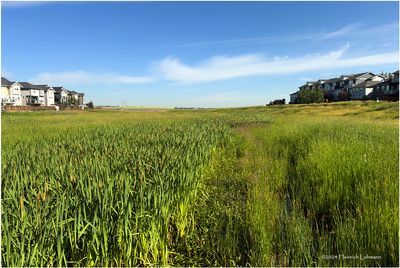 IMG_3830-Airdrie.jpg