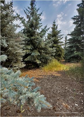 IMG_3960-Airdrie.jpg