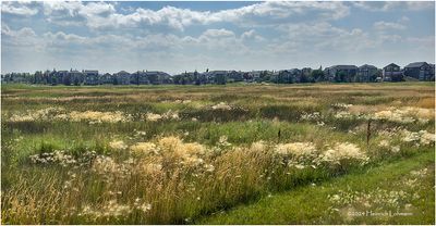 IMG_3984-Airdrie.jpg