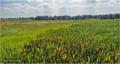 IMG_3987a-Airdrie.jpg