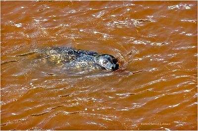 IMG_4241-Harbour Seal.jpg