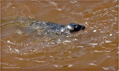 IMG_4261-Harbour Seal.jpg