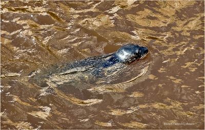 IMG_4282-Harbour Seal.jpg