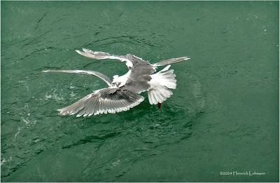 DSC01960-Fighting Gulls.jpg