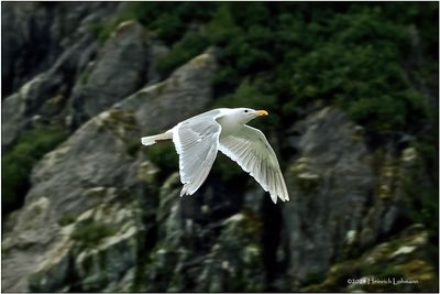 DSC01883-Sea Gull.jpg