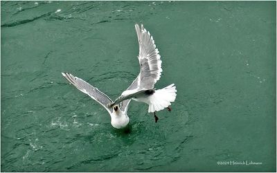 DSC01959-Fighting Gulls.jpg