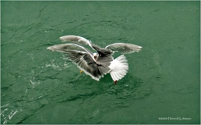DSC01961-Fighting Gulls.jpg