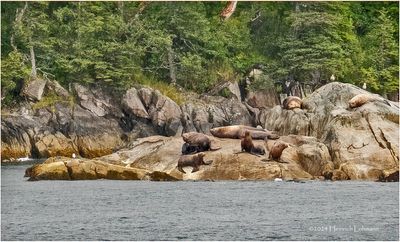 DSC01468-Sea Otter.jpg